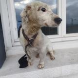 Picture of dog found at Neulise