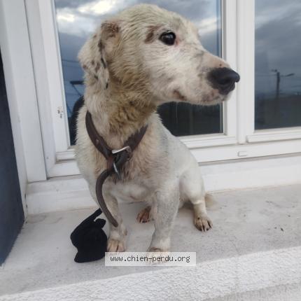 Photo 1/1 Found dog Found in Neulise