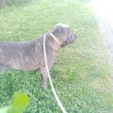 Picture of dog lost at Foix Labarre