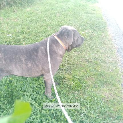 Photo 1/1 Toscane Chien lost in Foix labarre