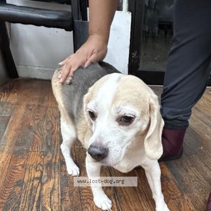 Photo 1/1 Reunited dog Found in Flushing