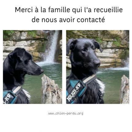 Photo 1/1 Found dog Found in Sigoyer