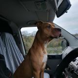 Picture of dog found at Roinville