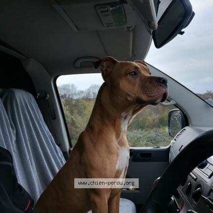 Photo 1/1 Found dog Found in Roinville