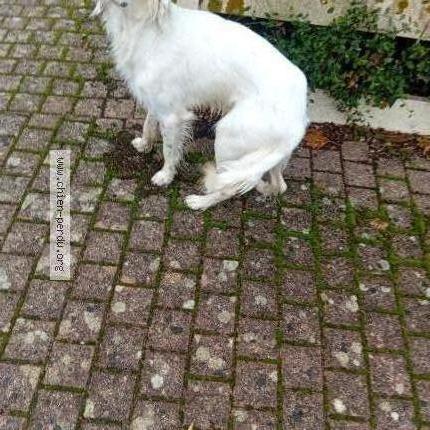 Photo 1/1 Found dog Found in Niort