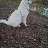 Picture of dog lost at Artannes Sur Thouet