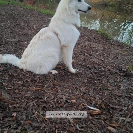 Photo 1/1 Aska Chien lost in Artannes sur thouet