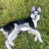 Picture of dog lost at Mt Gilead