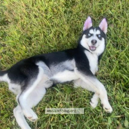 Photo 1/1 Lakeland Chien lost in Mt gilead