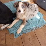 Picture of dog lost at Puechabon