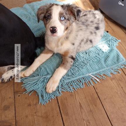 Photo 1/1 éléa breteau Chien lost in Puechabon