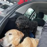 Picture of dog lost at Montreuil