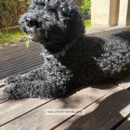 Photo 2/2 Caniche Toy Chien lost in Montreuil