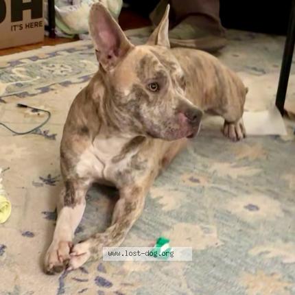 Photo 1/1 Found dog Found in Indianapolis