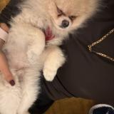 Picture of dog lost at Annecy