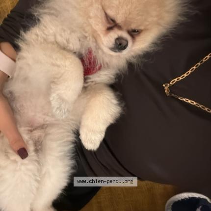 Photo 1/1 Vasco Chien lost in Annecy