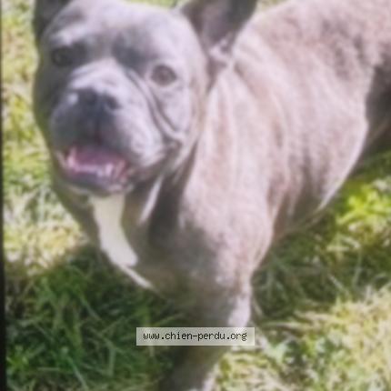 Foto 1/1 Hond teruggevonden Vermist in Forchies La Marche