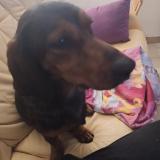 Picture of dog found at Rambucourt