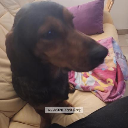 Photo 1/2 Found dog Found in Rambucourt