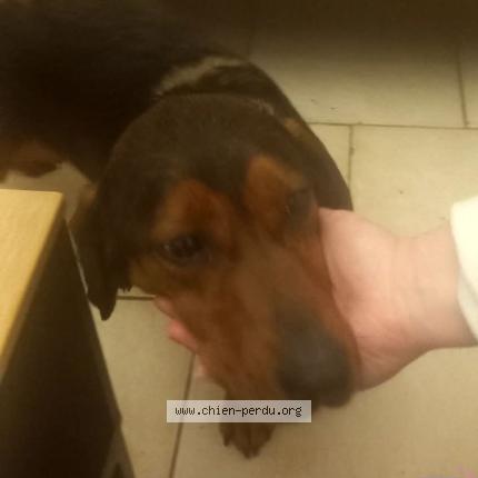 Photo 2/2 Found dog Found in Rambucourt