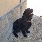 Photo of a dog found in Noyant Villages