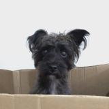 Picture of dog lost at Colonia Del Sacramento