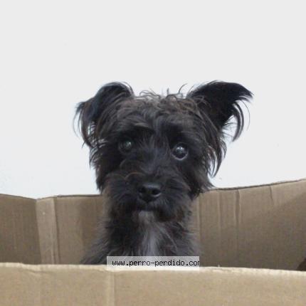 Photo 1/1 Sullivan Chien lost in Colonia del sacramento