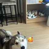 Picture of dog lost at Marseille