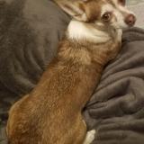 Picture of dog lost at Chourdent