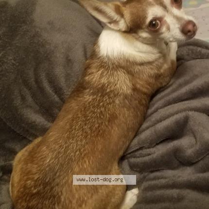 Photo 1/1 Lilly Chien lost in Chourdent