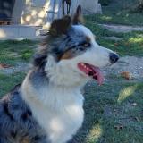 Picture of dog lost at Douzillac