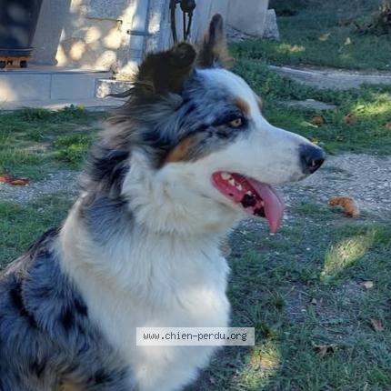 Photo 1/1 Ruby Chien lost in Douzillac