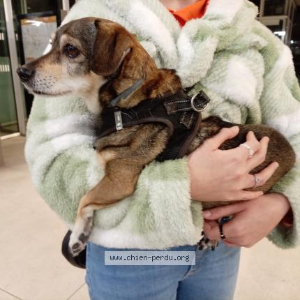 Photo 1/1 Found dog Found in Montpellier