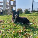 Picture of dog lost at Bathernay