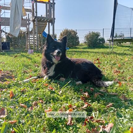 Photo 1/1 Molly Chien lost in Bathernay