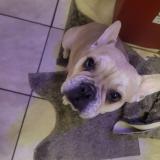 Picture of dog lost at Montreal