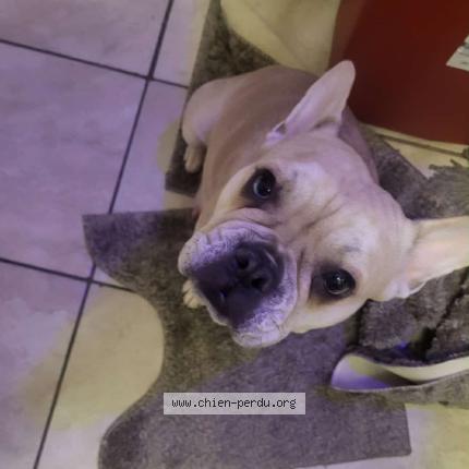 Photo 1/1 Blue Yvy Chien lost in Montreal