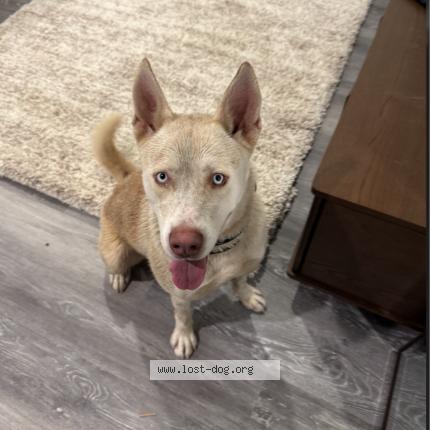 Photo 1/1 Found dog Found in Shadow hills