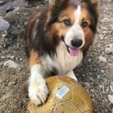 Picture of dog lost at Saint Bardoux