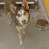 Picture of dog lost at Avon