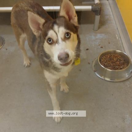 Photo 1/1 Jane pup Chien lost in Avon