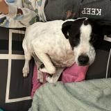 Picture of dog found at Saint Plancard