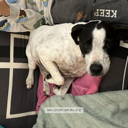 Photo 1/3 Found dog Found in Saint plancard