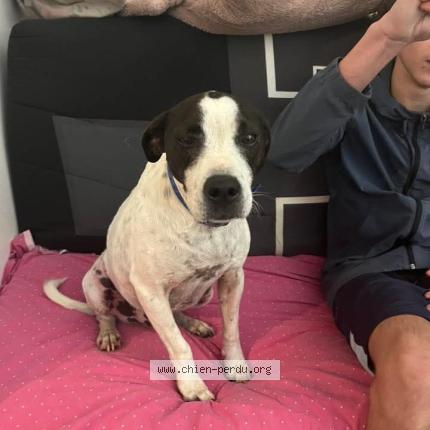 Photo 2/3 Found dog Found in Saint plancard