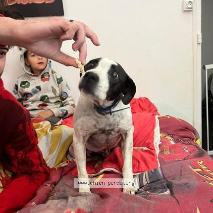 Photo 3/3 Found dog Found in Saint plancard