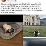 Picture of dog lost at Haisnes