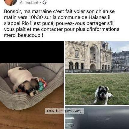 Photo 1/2 Rio Chien lost in Haisnes