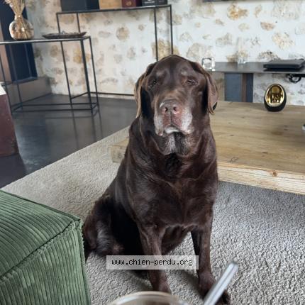 Photo 1/2 Makalou Chien lost in Cadaujac