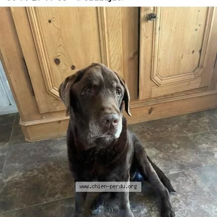 Photo 2/2 Makalou Chien lost in Cadaujac