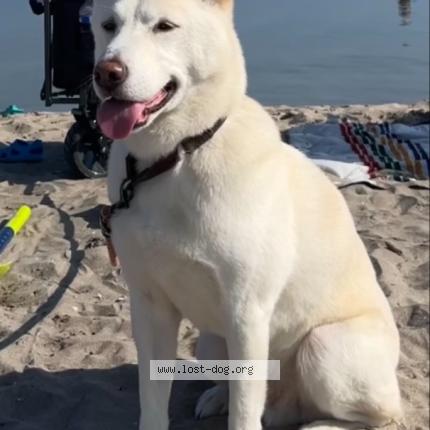 Photo 1/1 Reunited dog Lost in Markham